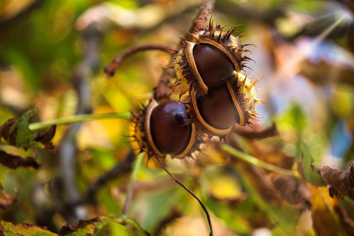 Seares celebra su Fiesta de las Castañas este sábado con magosto y verbena