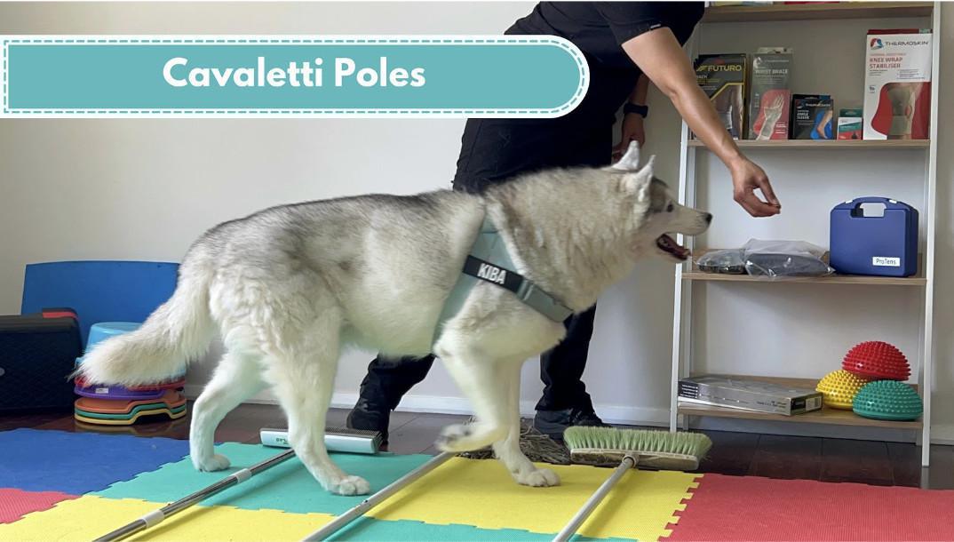 Cavaletti poles