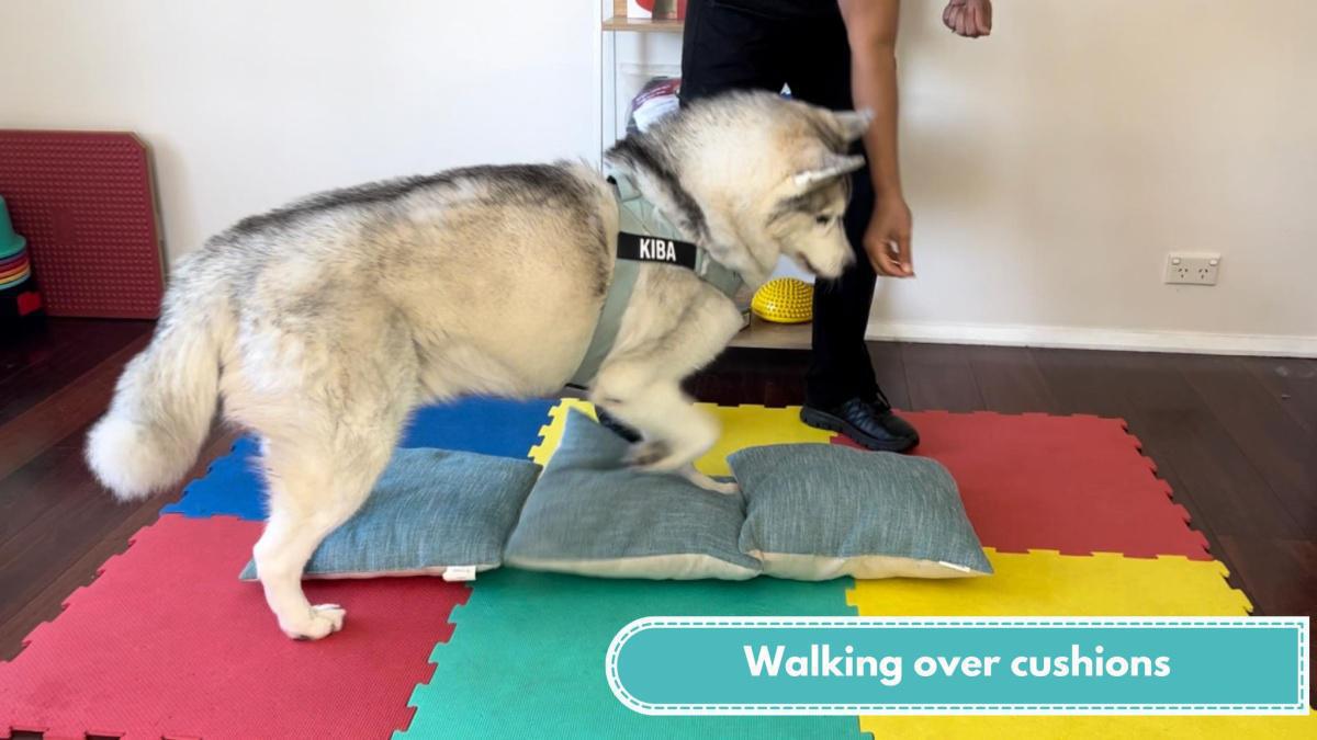 Walking over cushions/Walking over a dog bed
