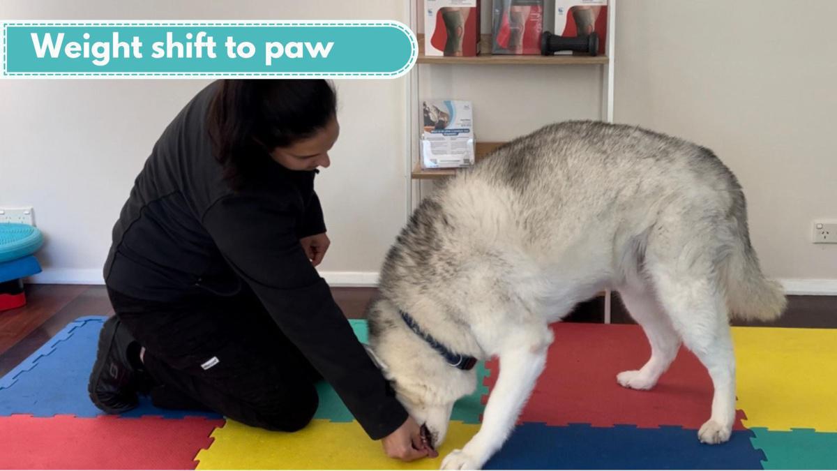 Weight shifting to paw
