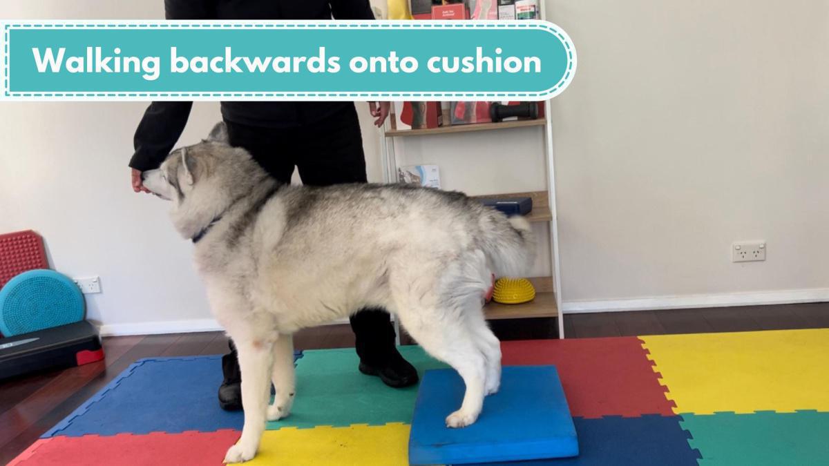 Walking backwards onto cushion