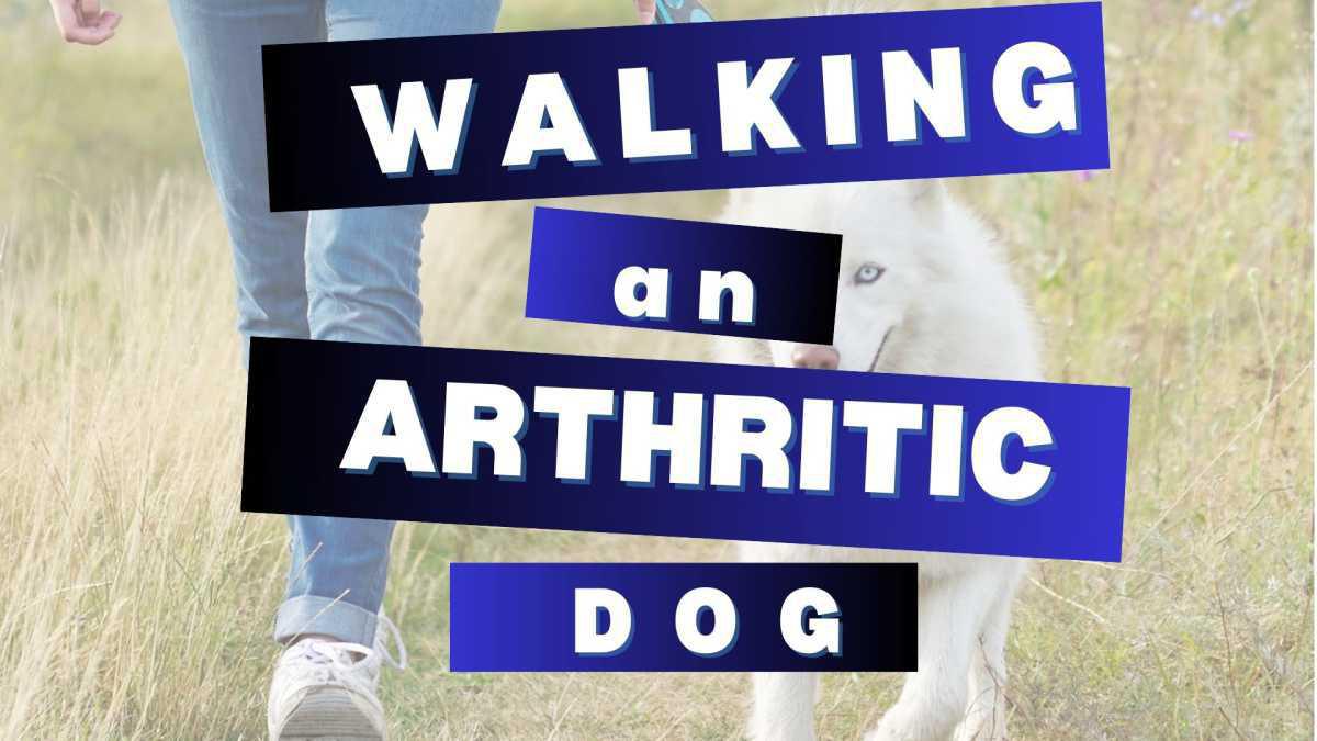 Walking an arthritic dog
