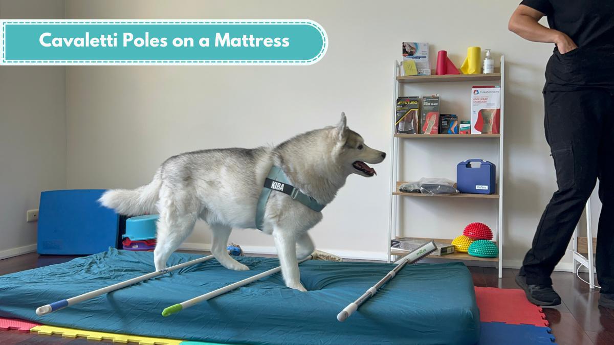 Cavaletti poles on a mattress