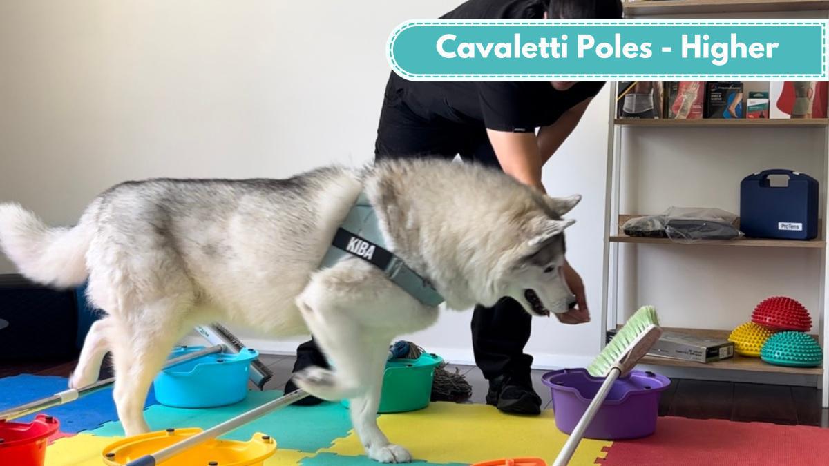 Cavaletti Poles - Raised
