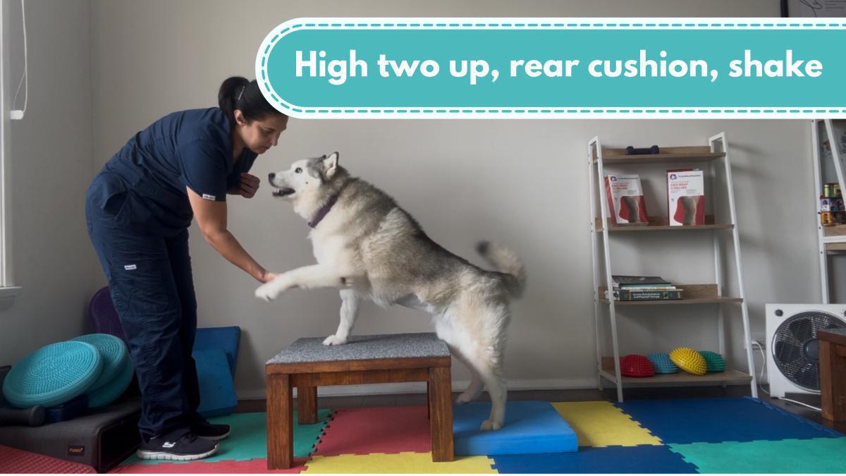 High two up, rear cushion, shake 