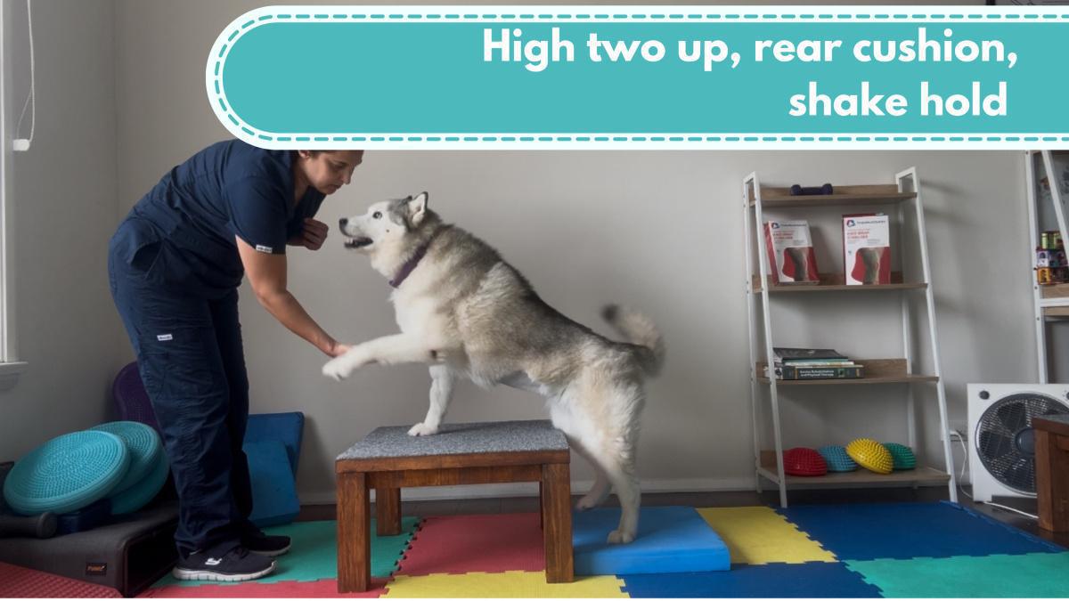 High two up, rear cushion, shake hold