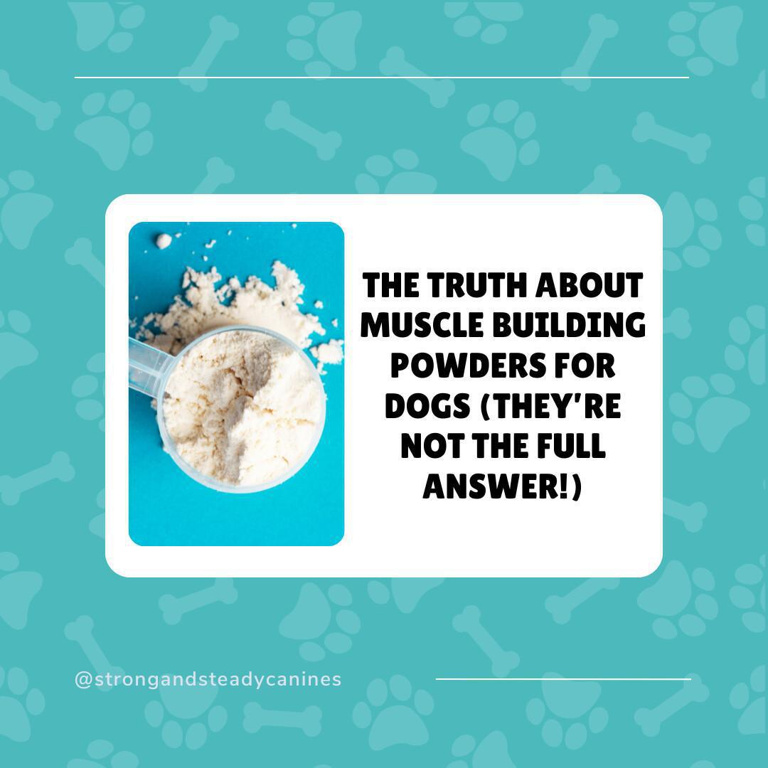 The Truth About Muscle Building Powders for Dogs - Blog