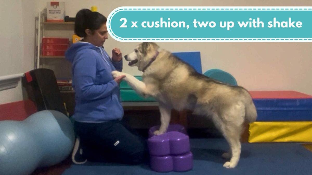 2 x cushion, two up with shake