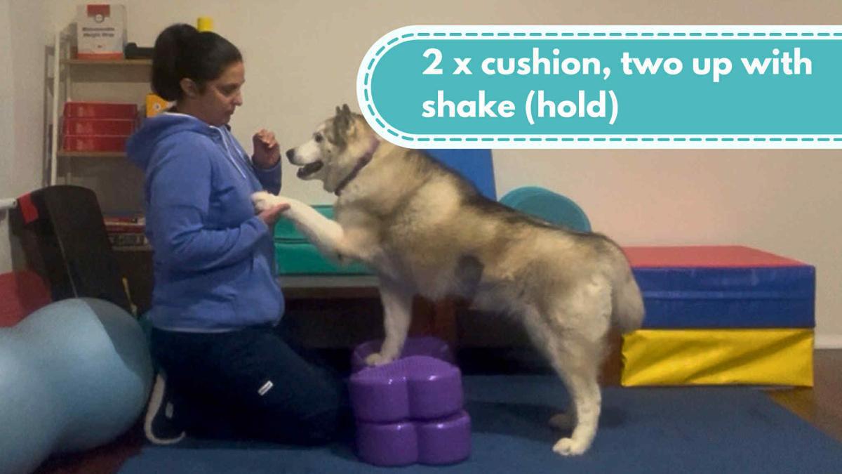 2 x cushion, two up with shake (hold)