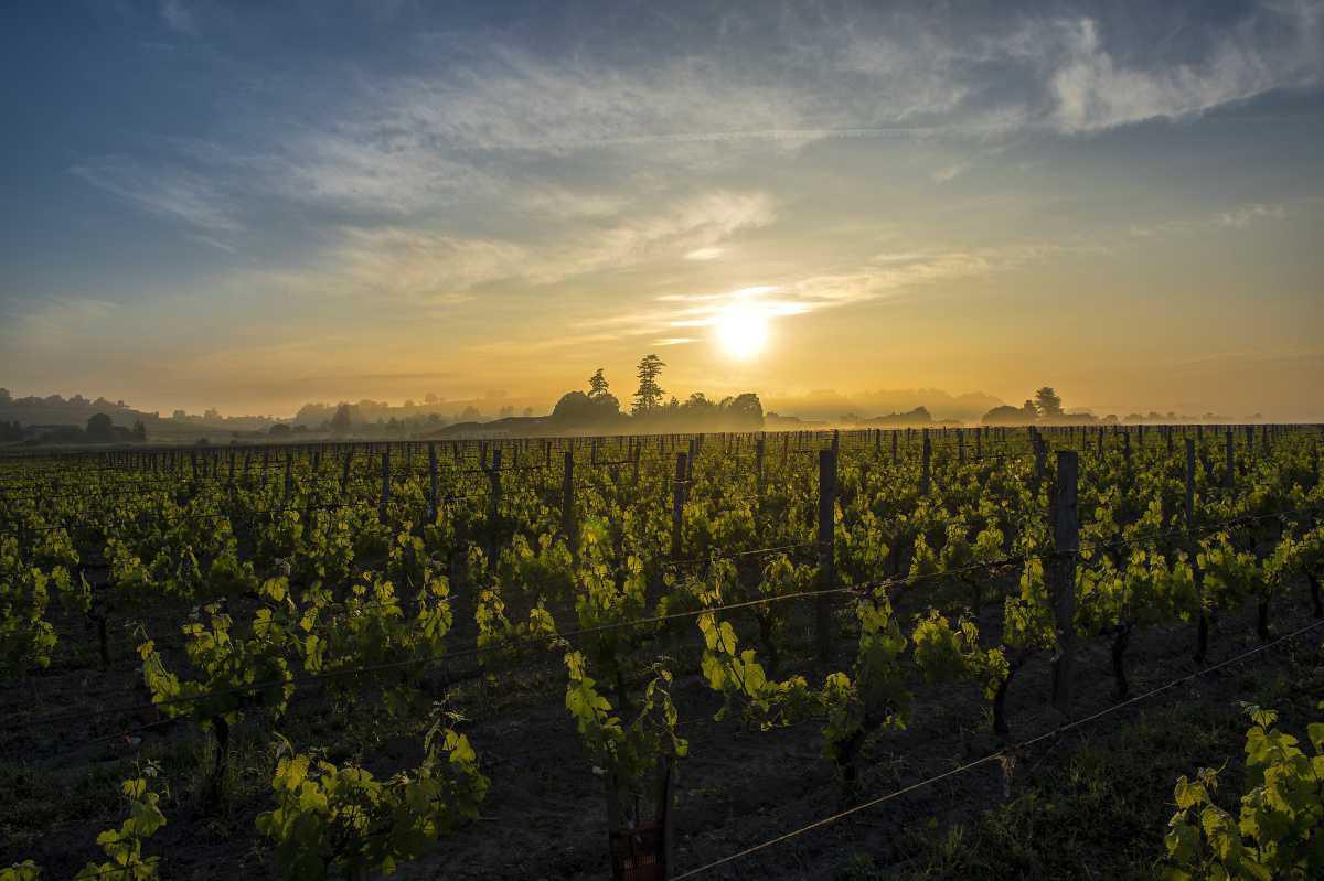 Château Canon-La-Gaffelière Château Canon-La-Gaffelière