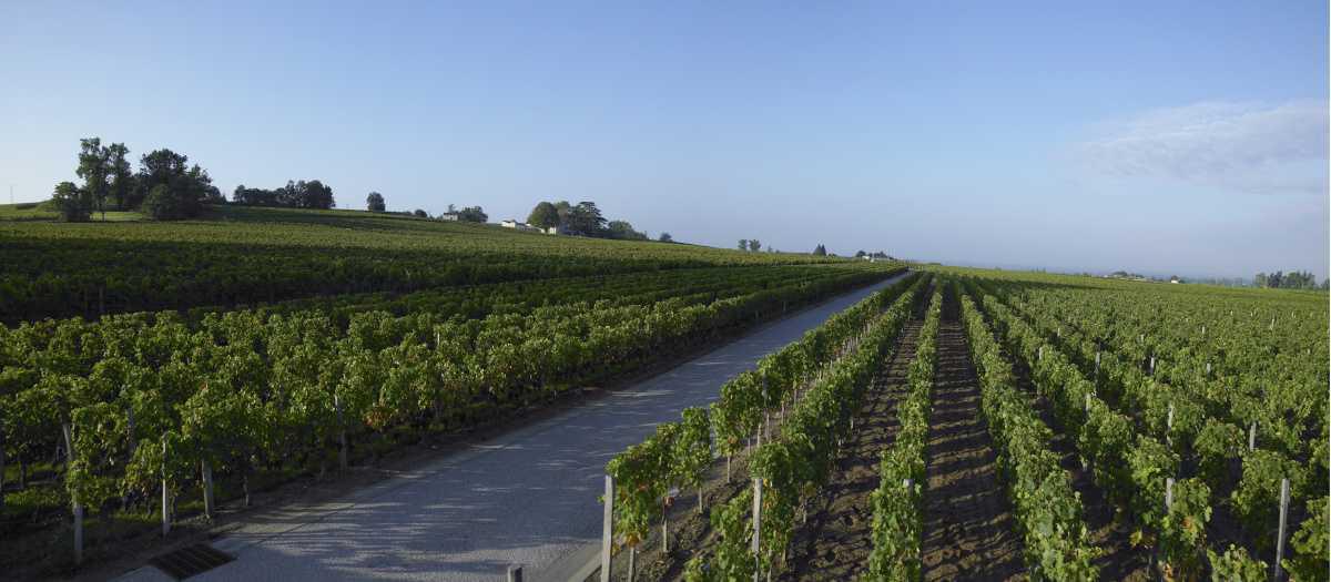 Château Franc Mayne Château Franc Mayne