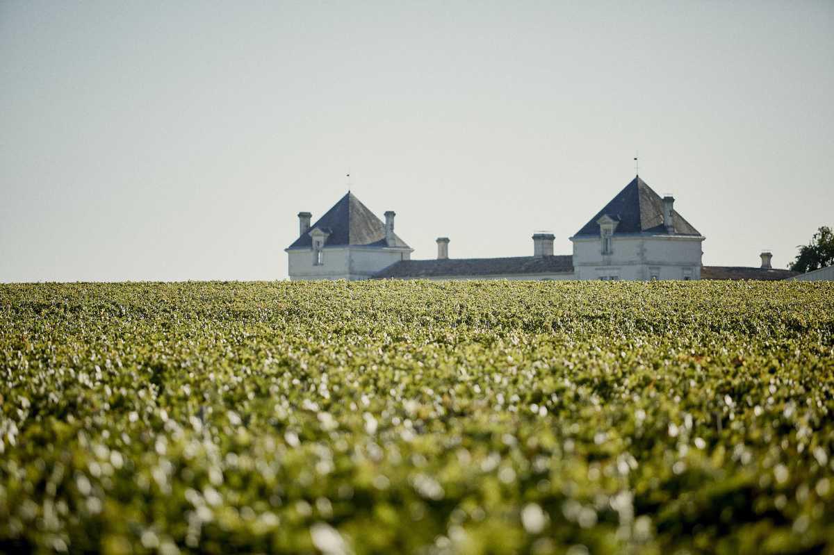 Château de Pez 2023 Château de Pez 2023