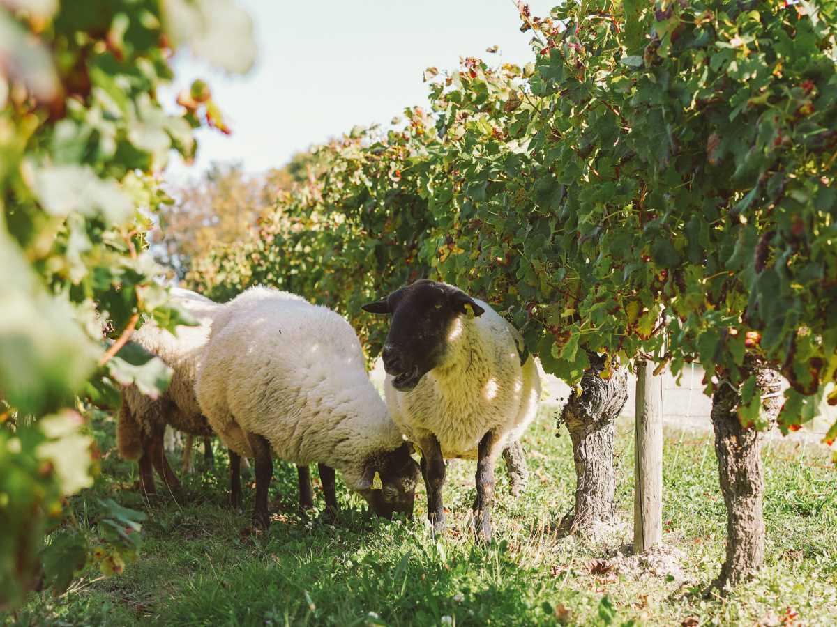 Château La Pointe EN Château La Pointe EN