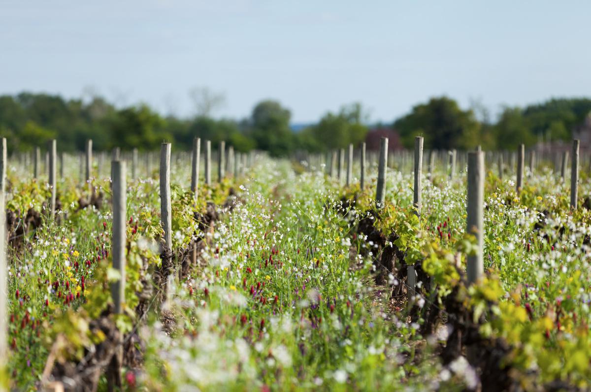 Château Angludet EN Château Angludet EN
