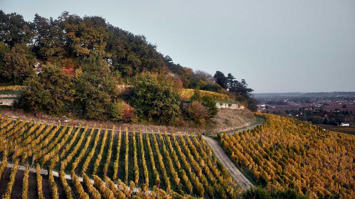 Château Larcis Ducasse EN Château Larcis Ducasse EN