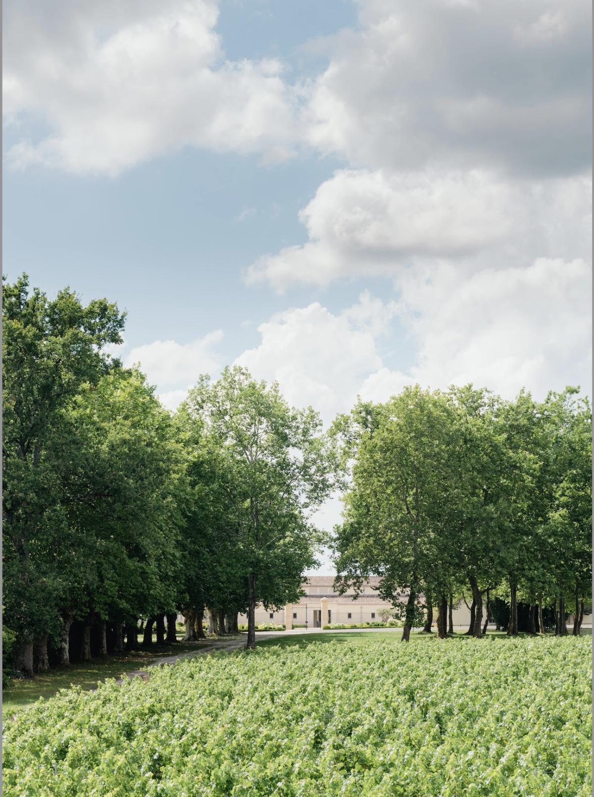 Château de Fieuzal blanc 2024 Château de Fieuzal blanc 2024