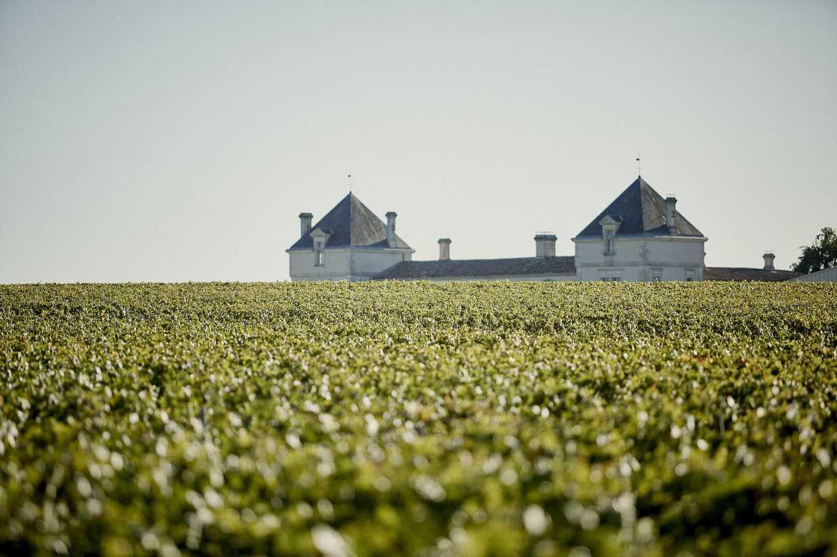 Château de Pez 2024 Château de Pez 2024
