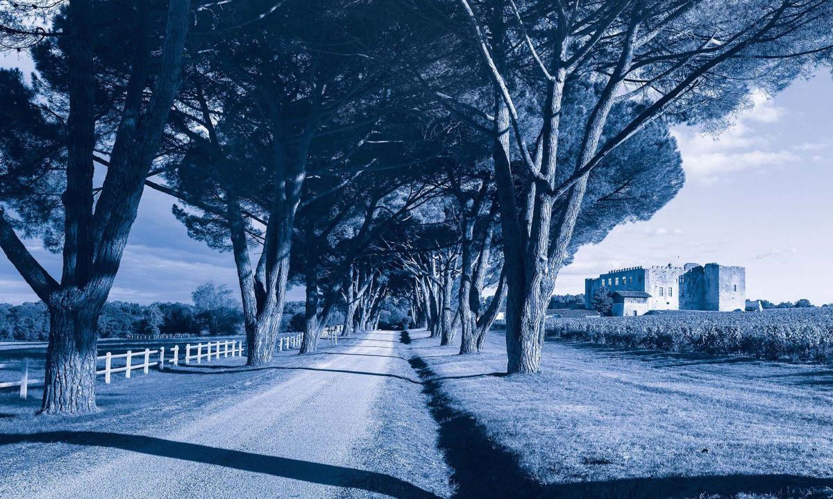 Château de Fargues 2025