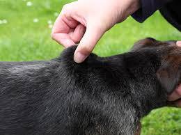 Emergency Care: Dehydration - Salt Water Enemas Emergency Care: Dehydration - Salt Water Enemas