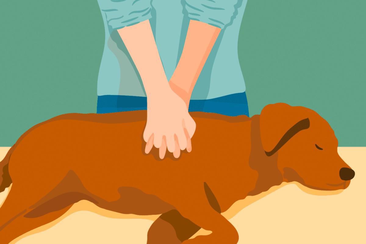 CPR: How to Save Your Pup in an Emergency