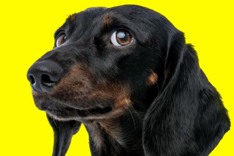 How to Save a Dog When They’re Choking: A Life-Saving Guide