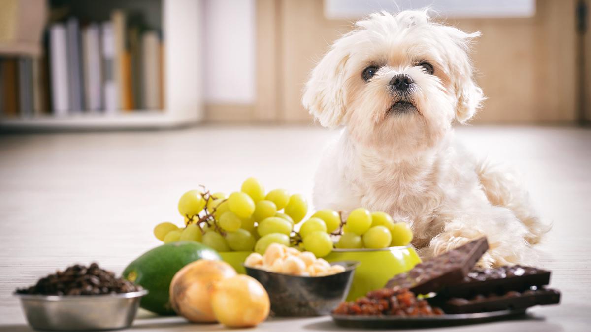 How to Save Your Dog from Poisoning: A Comprehensive Guide