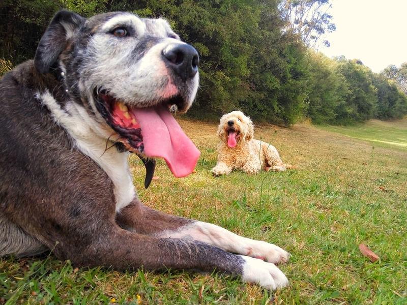 Preventing and Treating Heatstroke in Dogs: What Every Pet Owner Should Know