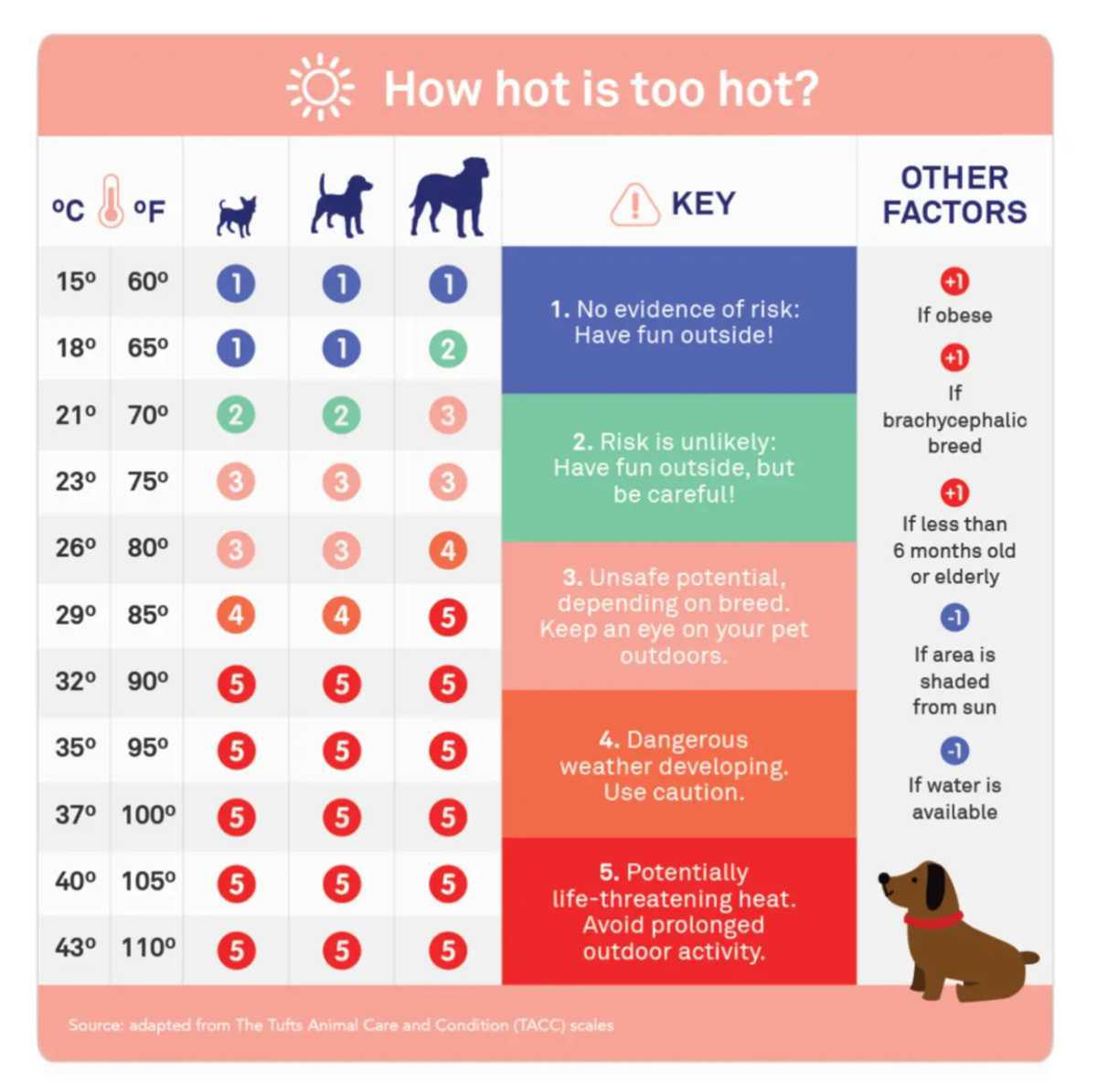 Preventing and Treating Heatstroke in Dogs: What Every Pet Owner Should Know