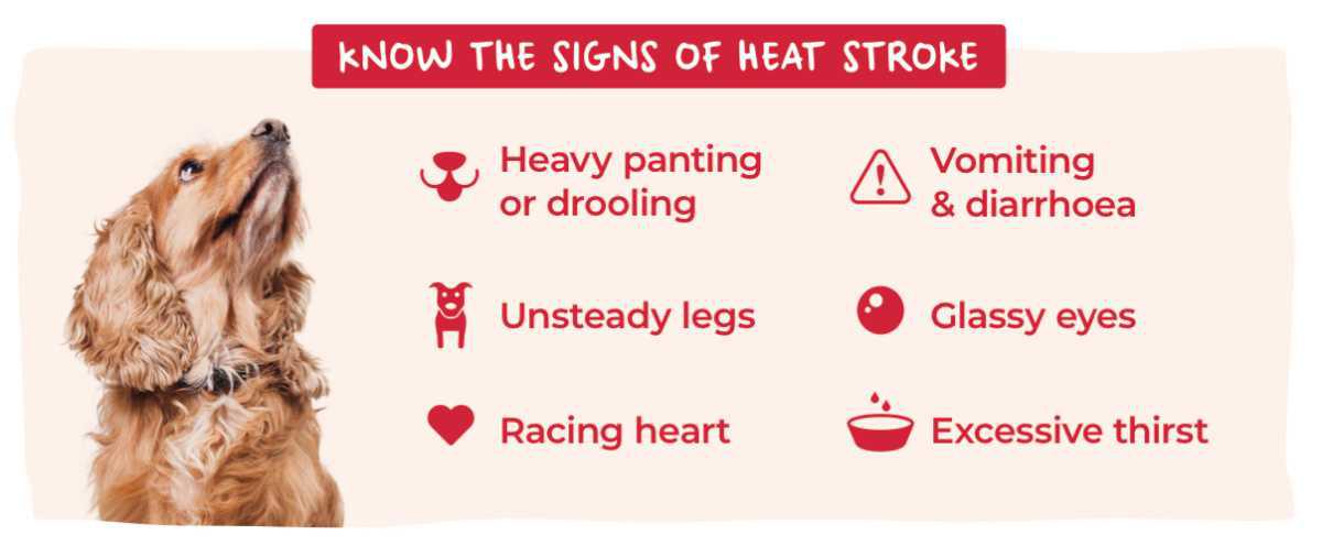 Preventing and Treating Heatstroke in Dogs: What Every Pet Owner Should Know