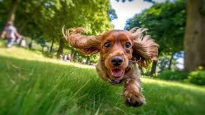 Home Cooking for Dogs 101 Home Cooking for Dogs 101