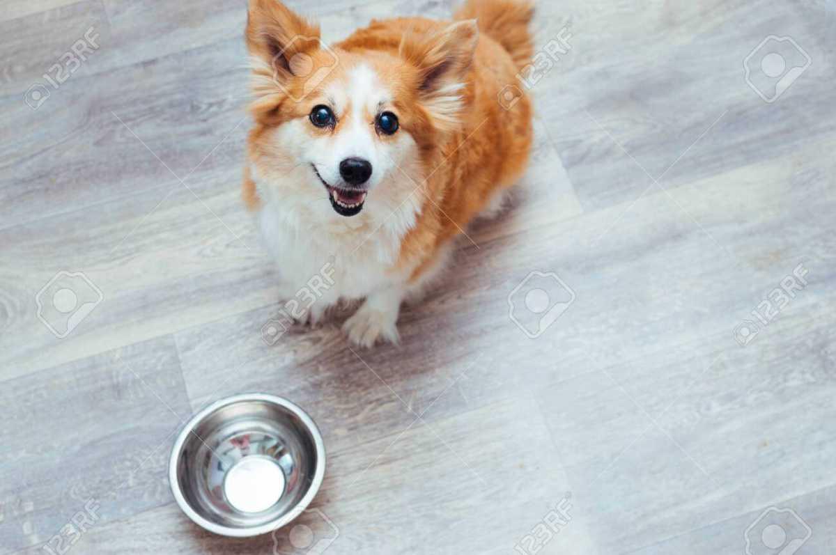 Home Cooking for Dogs 101