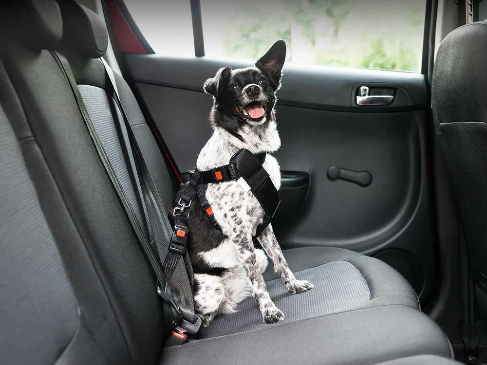 What to Do If Your Dog Is in a Car Accident: A Step-by-Step Guide