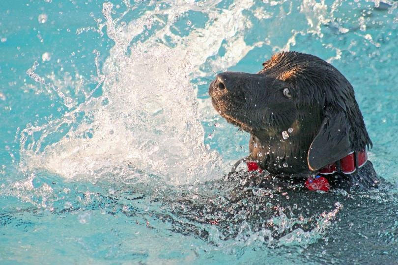 How to Save a Dog from Drowning: Essential Tips and Steps