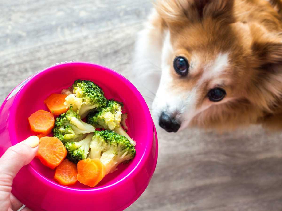 Can your Veterinarian give you Diet Advice?