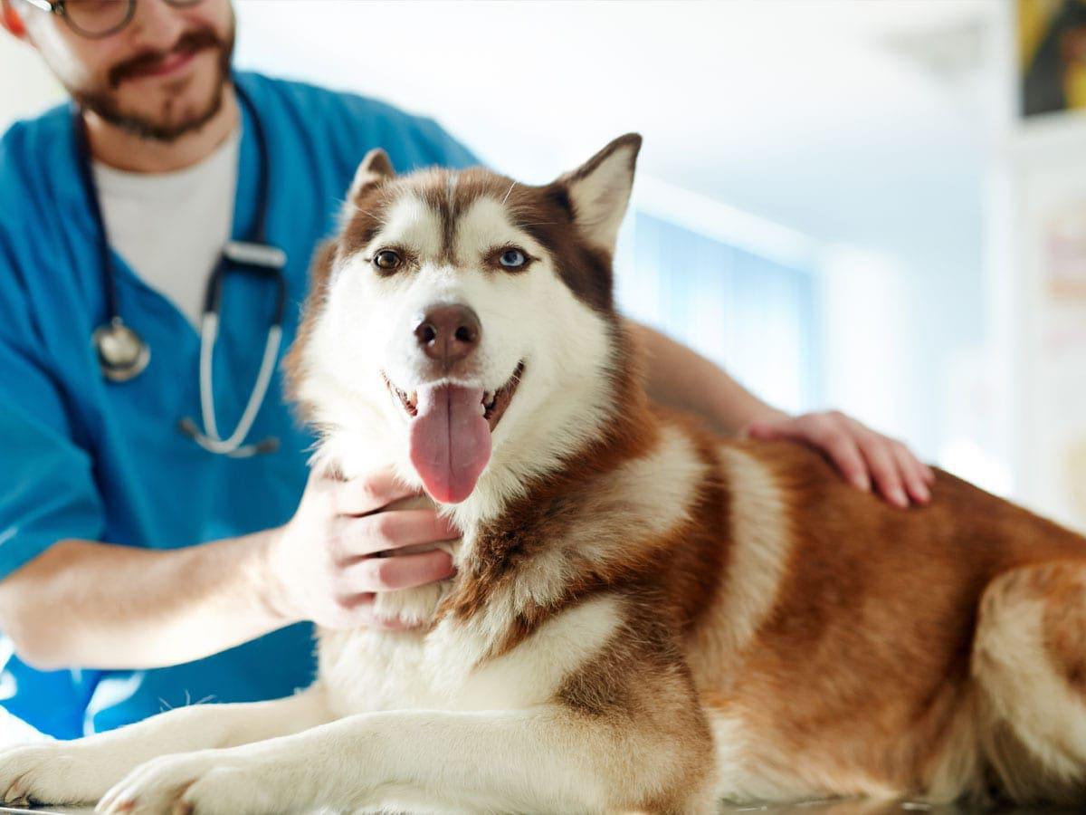 Can your Veterinarian give you Diet Advice?