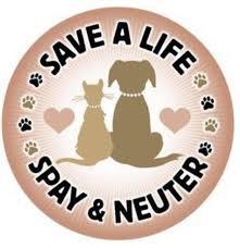 Spay or Neuter? Understanding the Benefits for Your Dog