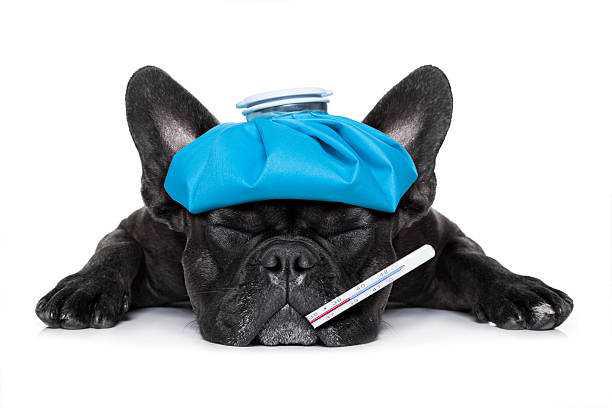 Spotting Trouble: Common Dog Illnesses and Symptoms to Watch For