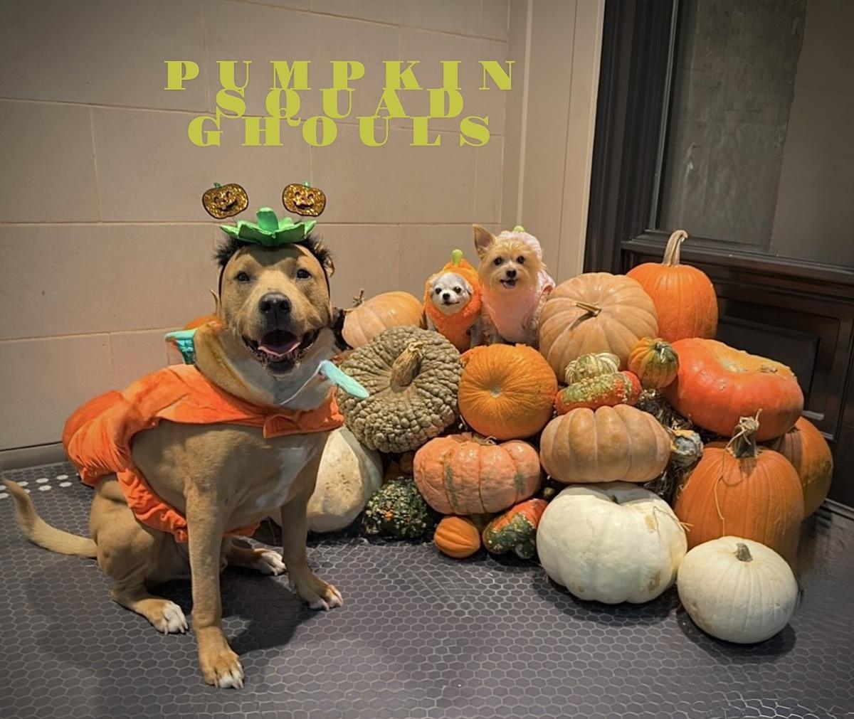 How to Go Dog Trick or Treating 🐾🎃