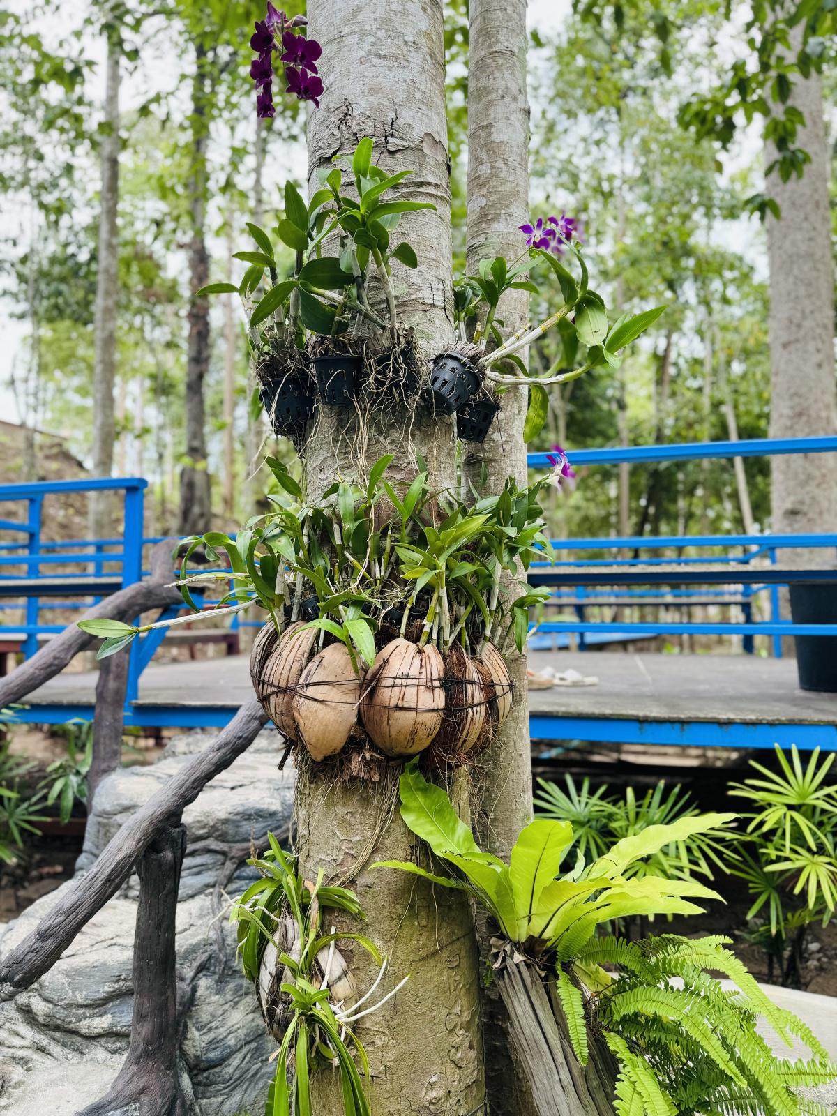 SAIYOR GARDEN
