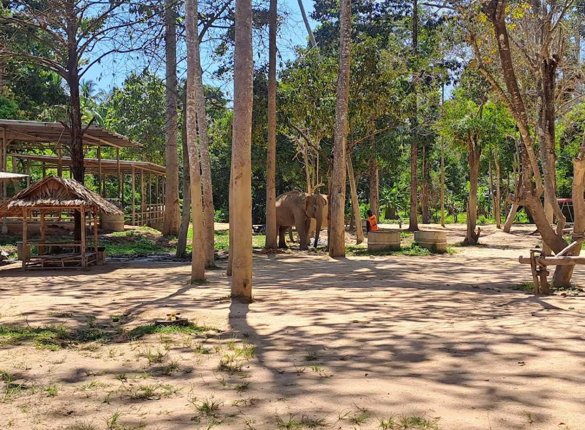 ELEPHANT HOME • FULL DAY ELEPHANT HOME • FULL DAY