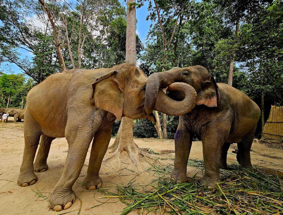 ELEPHANT HOME • FULL DAY ELEPHANT HOME • FULL DAY