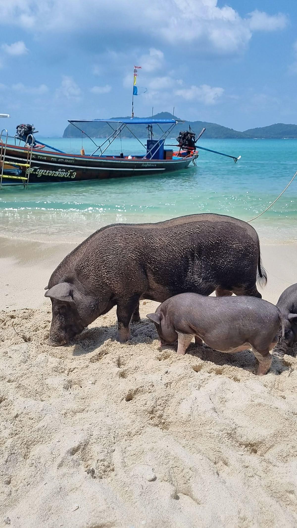 KOH MADSUM (PIG ISLAND) KOH MADSUM (PIG ISLAND)