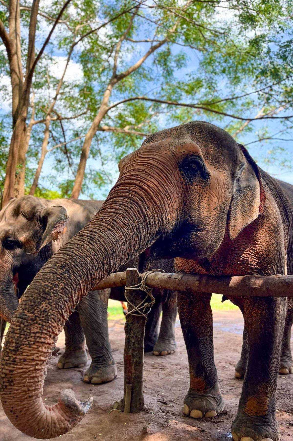 ELEPHANT FEEDING ELEPHANT FEEDING