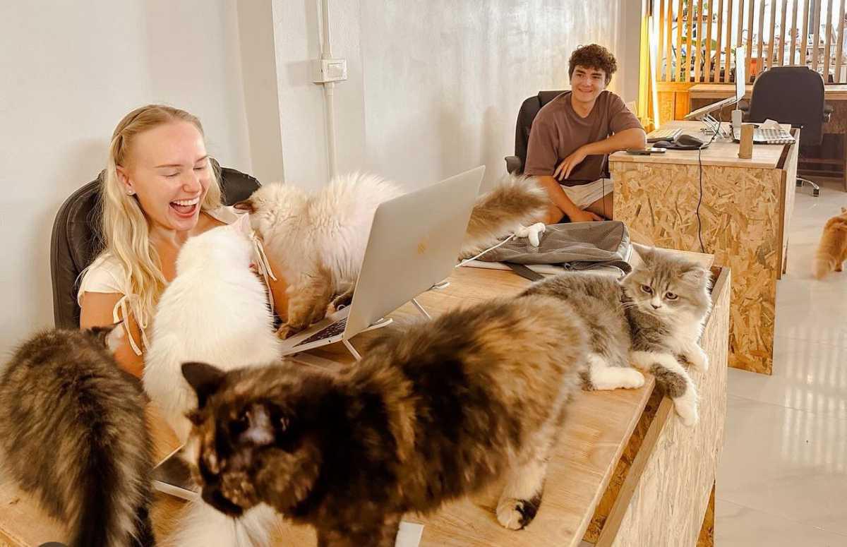 CAFE MEOW & CO-WORKING SPACE
