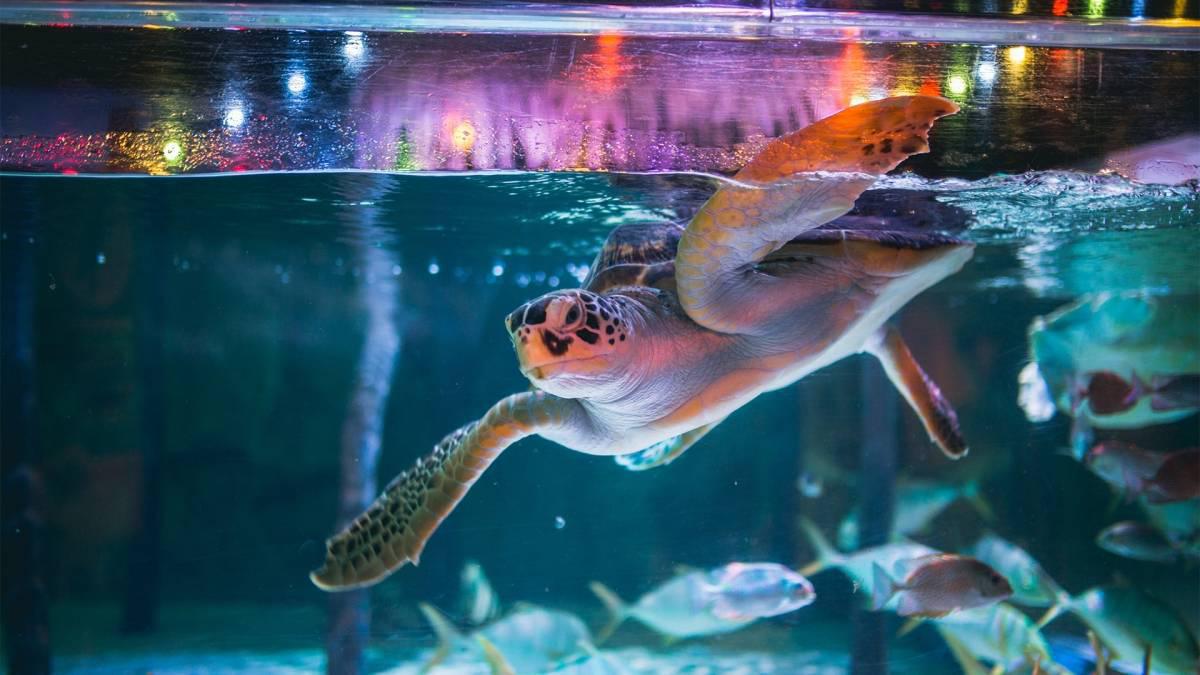 SEA LIFE BANGKOK OCEAN WORLD SEA LIFE BANGKOK OCEAN WORLD