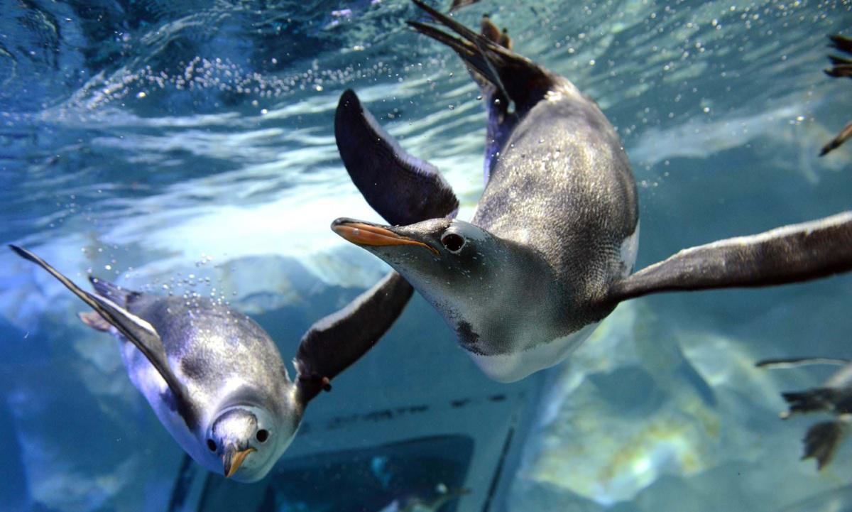 SEA LIFE BANGKOK OCEAN WORLD SEA LIFE BANGKOK OCEAN WORLD