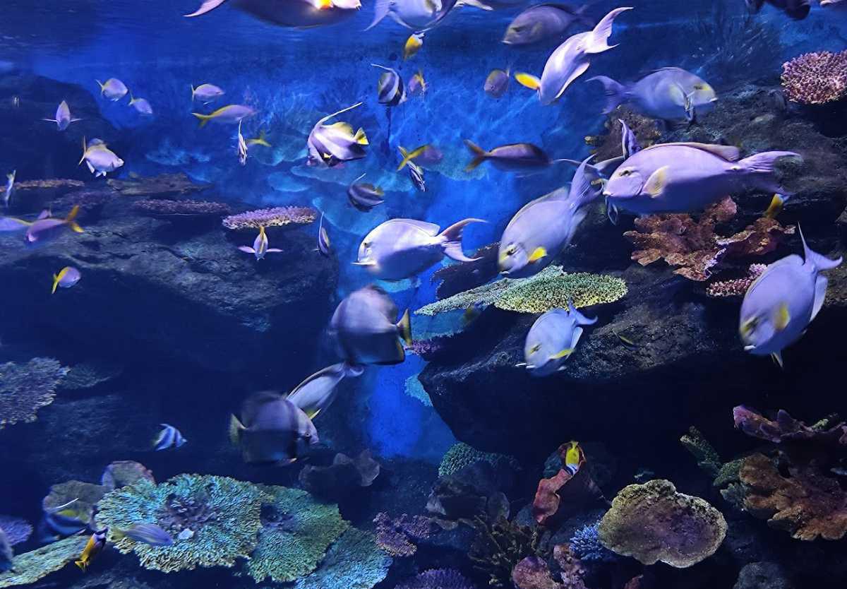 SEA LIFE BANGKOK OCEAN WORLD