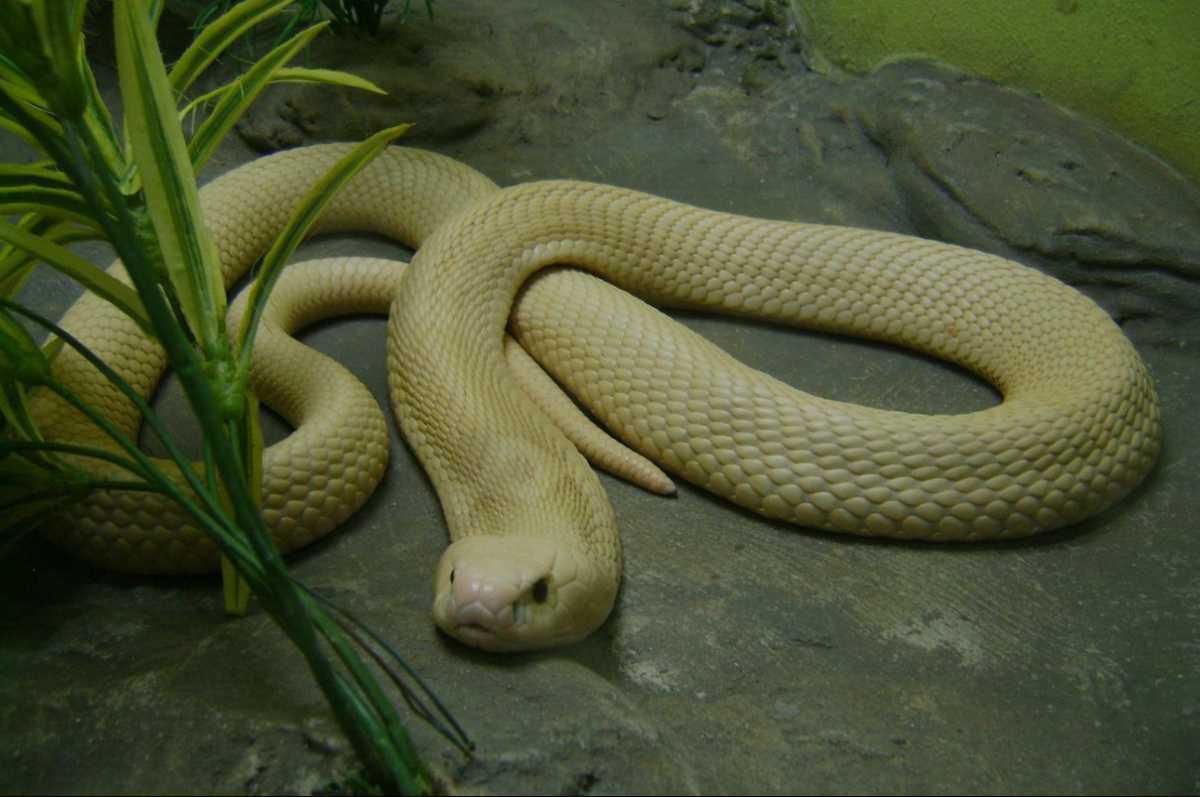 SNAKE FARM SNAKE FARM