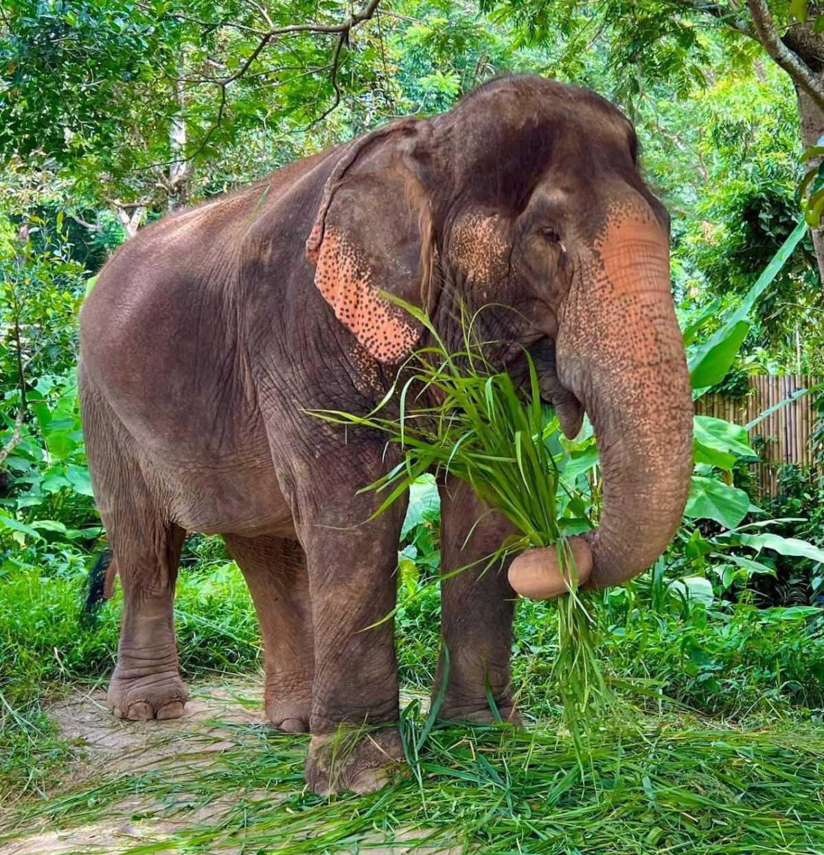 GREEN ELEPHANT SANCTUARY PARK GREEN ELEPHANT SANCTUARY PARK