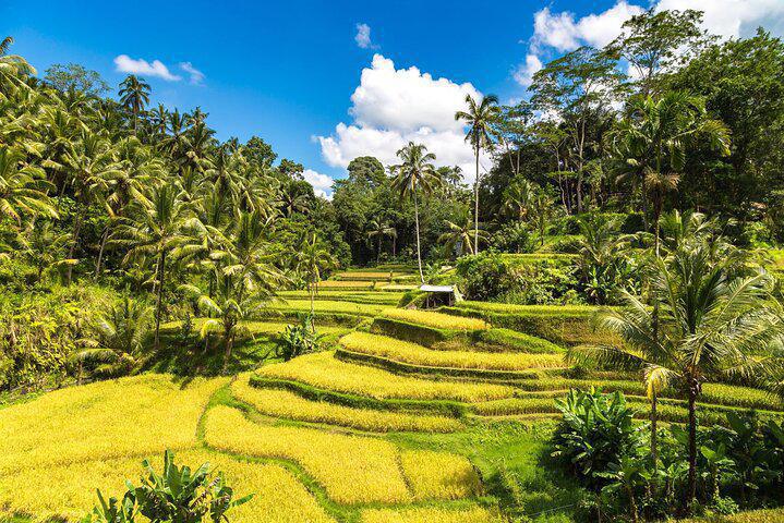 BEST OF UBUD 1-DAY PRIVATE TOUR BEST OF UBUD 1-DAY PRIVATE TOUR